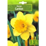 Benex Kapers Narcissus - Narcyz Carlton 14/16 3 Szt.