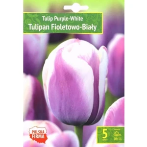 Kapers Tulip - Tulipan Purple - White 10/11 5 Szt.