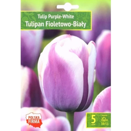 Kapers Tulip - Tulipan Purple - White 10/11 5 Szt. 1768518960329-40676-3-m1k63j.png