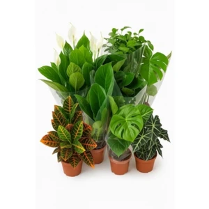 MIX ROŚLIN ZIELONYCH 21CM 1SZT