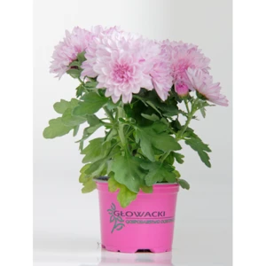 CHRYZANTEMA MAŁA ŚREDNICA 9CM 1SZT