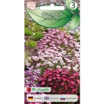 Skalnica/Saxifraga arendsii/-/mieszanka/ Legutko