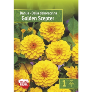 Kapers Dahlia - Dalia dekoracyjna Golden Scepter I 1 Szt.