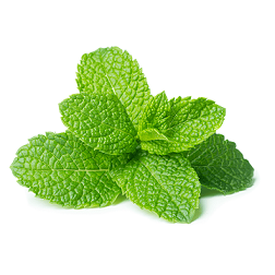 Mięta świeża cięta ok. 100 g mieta-swieza.png