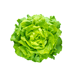 Sałata masłowa 1 szt. salata-maslowa-2.png