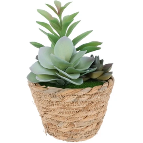 Sukulent w koszyku 16 cm 1775835270880-63fdfj.png