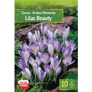 Kapers Crocus - Krokus Lilac Beauty 5/7 10 Szt.