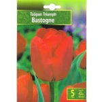 Kapers Tulip - Tulipan Bastogne 11/12 5 Szt.