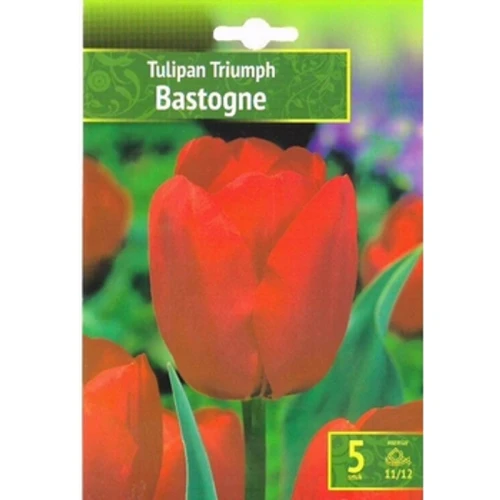 Kapers Tulip - Tulipan Bastogne 11/12 5 Szt. 1775832248187-ahpa1.png
