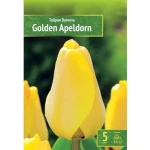 Kapers Tulip - Tulipan Golden Apeldorn 11/12 5 Szt.