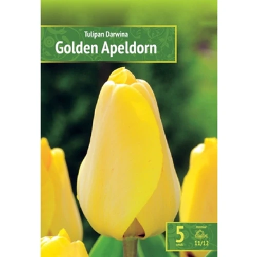 Kapers Tulip - Tulipan Golden Apeldorn 11/12 5 Szt. 1775832268710-vqc2d.png
