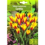Kapers Tulip - Tulipan Cynthia 6/7 5 Szt.