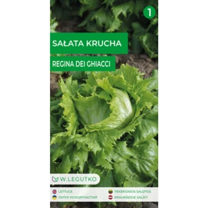 Sałata/Lactuca sativa/Regina dei ghiacci/zielone/ Legutko