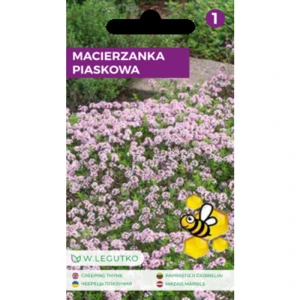 Macierzanka piaskowa/Thymus serpyllum/-/różowe/ Legutko