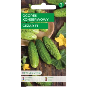 Ogórek/Cucumis sativus/Cezar F1/ Legutko