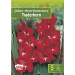 Kapers Gladiolus - Mieczyk Traderhorn 12/14 5 Szt.