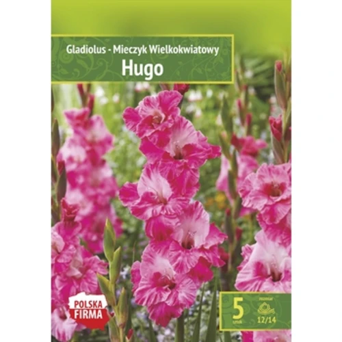 Kapers Gladiolus - Mieczyk Hugo 12/14 5 Szt. 1775832616703-ti32d.png