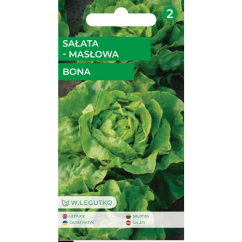 Sałata/Lactuca sativa/Bona/zielone/ Legutko 1775832626592-c8keyh.png