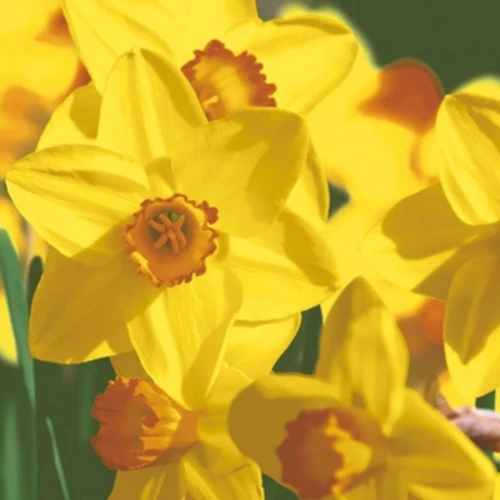 Paper + Design Serwetki 3 warstwowe 33x33 cm Yellow Daffodils 20 szt. 1775823751289-245jh.png