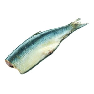 Śledź bałtycki tusza ok. 60-100 g