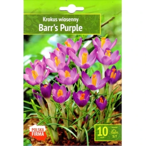 Krokus Barr's Purple Benex (promocja) 7522a0dee84d3673c982c6385dbb5bfd