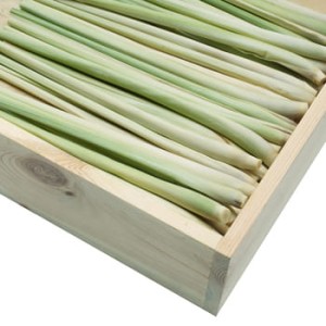 Trawa cytrynowa 250 g (paczkowana)