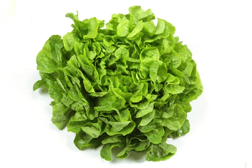 Sałata liść dębu zielona ok. 150 g salata-lisc-debu-zielona.png