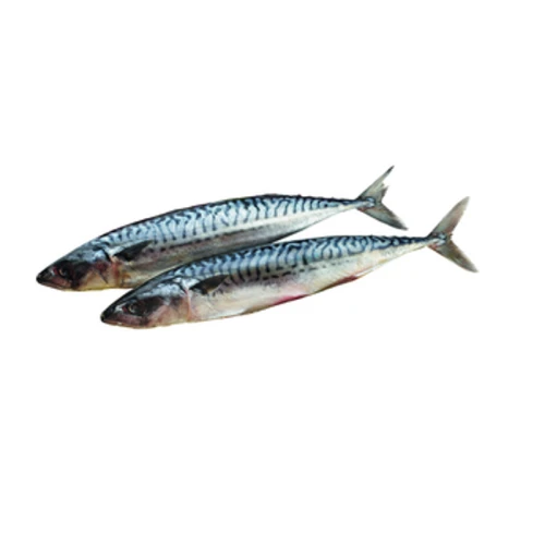 MAKRELA PATROSZONA 300-500G 1785252721830-q7zh4t.png