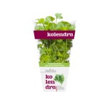 kolendra doniczka polska 1szt baziółka