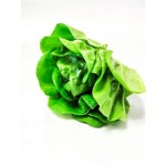 Sałata masłowa z bryłą klasa i polska 1 szt