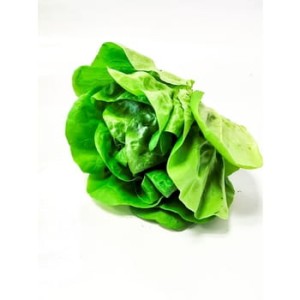 Sałata masłowa z bryłą klasa i polska 1 szt