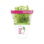 Lubczyk doniczka polska 1 szt baziółka