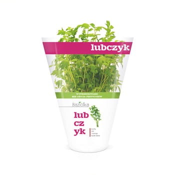 Lubczyk doniczka polska 1 szt baziółka 56bd93052bdc5efce5c766179e6278dd