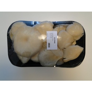 Boczniak polska 500 g boczniak polska 500g