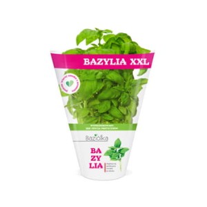 bazylia xxl doniczka polska 1szt baziółka
