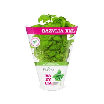 bazylia xxl doniczka polska 1szt baziółka a1ef4a728680142784885afcf3b27c56