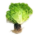 sałata lollo bionda z bryłą klasa i polska 1szt