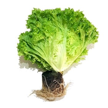 sałata lollo bionda z bryłą klasa i polska 1szt ecf795cadc8c2c9180052498bec686fd