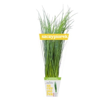 szczypiorek doniczka polska 1szt baziółka 7ea20689201cdd57749958c3b813b0cc