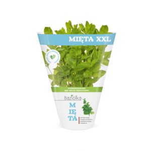 mięta xxl doniczka polska 1szt baziółka
