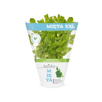 mięta xxl doniczka polska 1szt baziółka efa19858e309ca3a10710fac451f8bdd