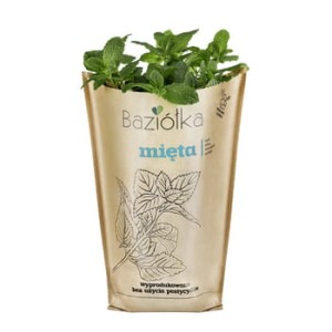 Mięta doniczka polska 1 szt baziółka