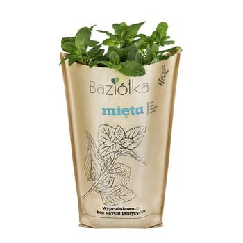 Mięta doniczka polska 1 szt baziółka 2494e941b24e424664897683fdea6e9e