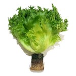 sałata reniferek klasa i polska 1szt