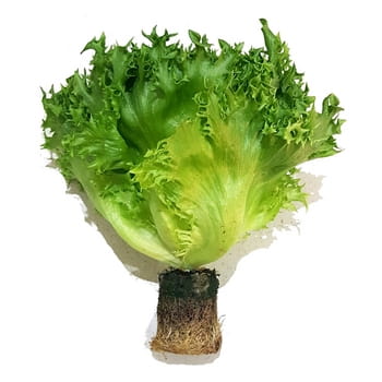 sałata reniferek klasa i polska 1szt d4cb1ab231ae56df8a2b5bb12d04816b