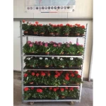 pelargonia mix 11cm 1szt