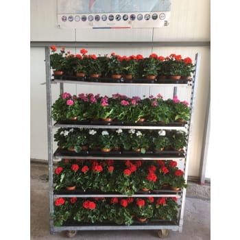 pelargonia mix 11cm 1szt b6c265c92b4d8523c87b673d85e1bc3a