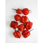 Papryka ostra habanero czerwona holandia 75 g