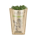 pietruszka doniczka polska 1szt baziółka