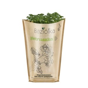 pietruszka doniczka polska 1szt baziółka